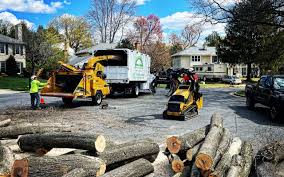 Best Tree Preservation Services  in Sandy Oaks, TX