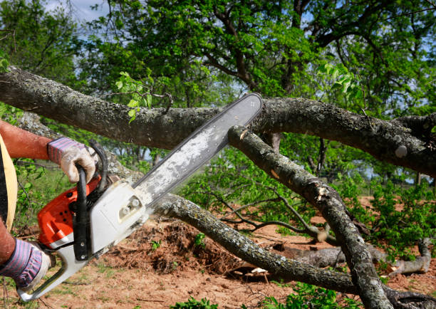 Best Landscape Design and Installation  in Sandy Oaks, TX